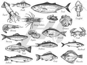 وکتور طرح خطی انواع ماهی