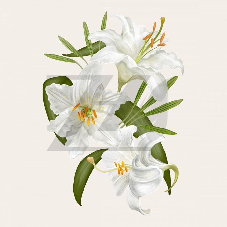 وکتور تصویر طراحی گل زنبق