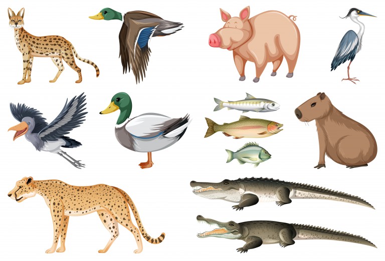 مجموعه 13 عددی وکتور طرح حیوانات مختلف
