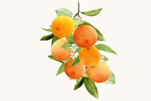 وکتور طرح میوه سیب با پس زمینه رنگ سفید