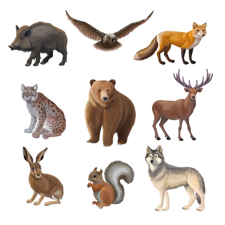 مجموعه 9 عددی وکتور طرح حیوانات جنگل