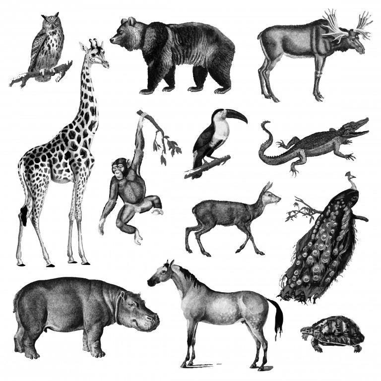 مجموعه 12 عددی وکتور طرح حیوانات سبک قدیمی
