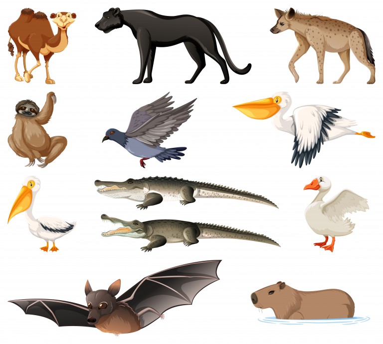 مجموعه 12 عددی وکتور طرح حیوانات مختلف