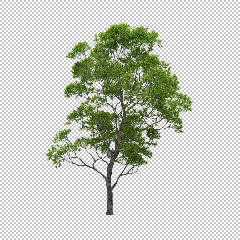 فایل لایه باز درخت اکالیپتوس با پس زمینه جدا شده