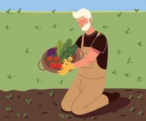 وکتور پیرمرد باغبان درحال چیدن سبزیجات