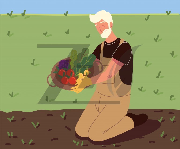 وکتور پیرمرد باغبان درحال چیدن سبزیجات