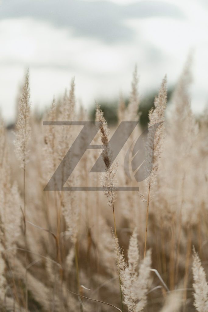 پس زمینه موبایل تم طبیعت