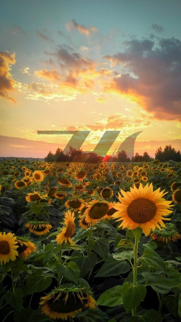 پس زمینه موبایل طرح دشت آفتابگردان