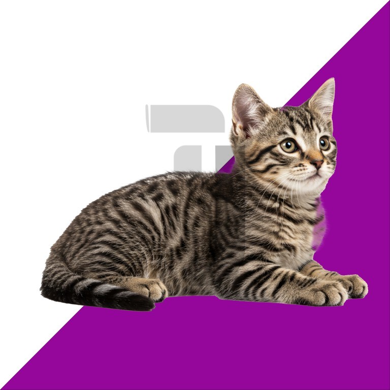 فایل لایه باز گربه نشسته