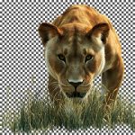 فایل لایه باز تصویر شیر در چمن