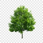 فایل لایه باز تصویر درخت