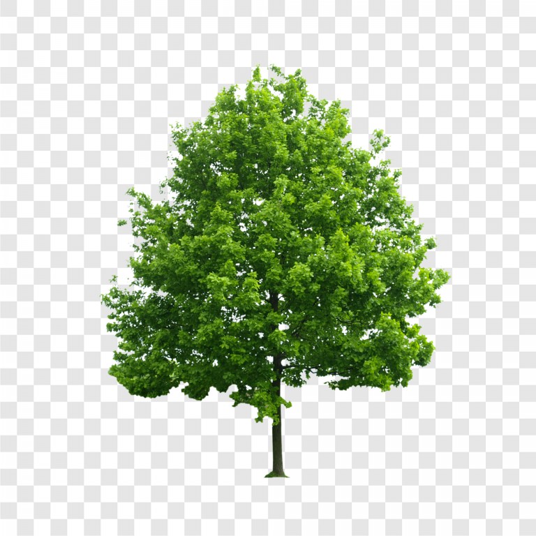 فایل لایه باز تصویر درخت