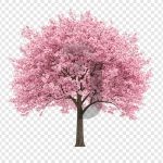 فایل لایه باز درخت شکوفه گیلاس صورتی