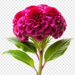 فایل لایه باز تصویر گل تاج خروس با پس زمینه شفاف فایل لایه باز تصویر گل تاج خروس با پس زمینه شفاف