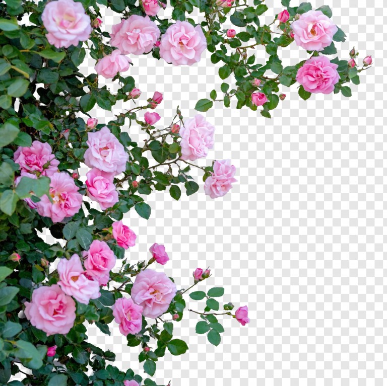 فایل لایه باز تصویر بوته گل محمدی