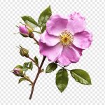 فایل لایه باز تصویر گل محمدی با شاخه و برگ فایل لایه باز تصویر گل محمدی با شاخه و برگ