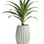 فایل لایه باز گلدان سفید سرامیکی با گیاه یوکا