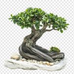 فایل لایه باز درخت بونسای مینیاتوری