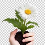 فایل لایه باز تصویر دستی که گل را با خاک در دست دارد