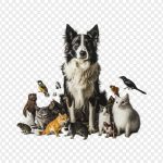فایل لایه باز حیوانات خانگی