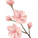 وکتور گل صورتی زیبا در پس زمینه سفید وکتور گل صورتی زیبا در پس زمینه سفید