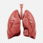 فایل لایه باز آناتومی ریه در پس زمینه شفاف فایل لایه باز آناتومی ریه در پس زمینه شفاف