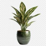 فایل لایه باز گل دیفن باخیا فایل لایه باز گل دیفن باخیا