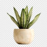 فایل لایه باز تصویر گل سانسوریا فایل لایه باز تصویر گل سانسوریا