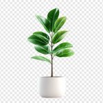 فایل لایه باز گیاه فیکوس با گلدان سفید فایل لایه باز گیاه فیکوس با گلدان سفید