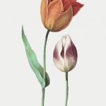 وکتور گل لاله طراحی شده با دست وکتور گل لاله طراحی شده با دست