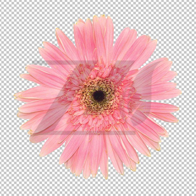 گل ژربرا رنگ صورتی شفاف
