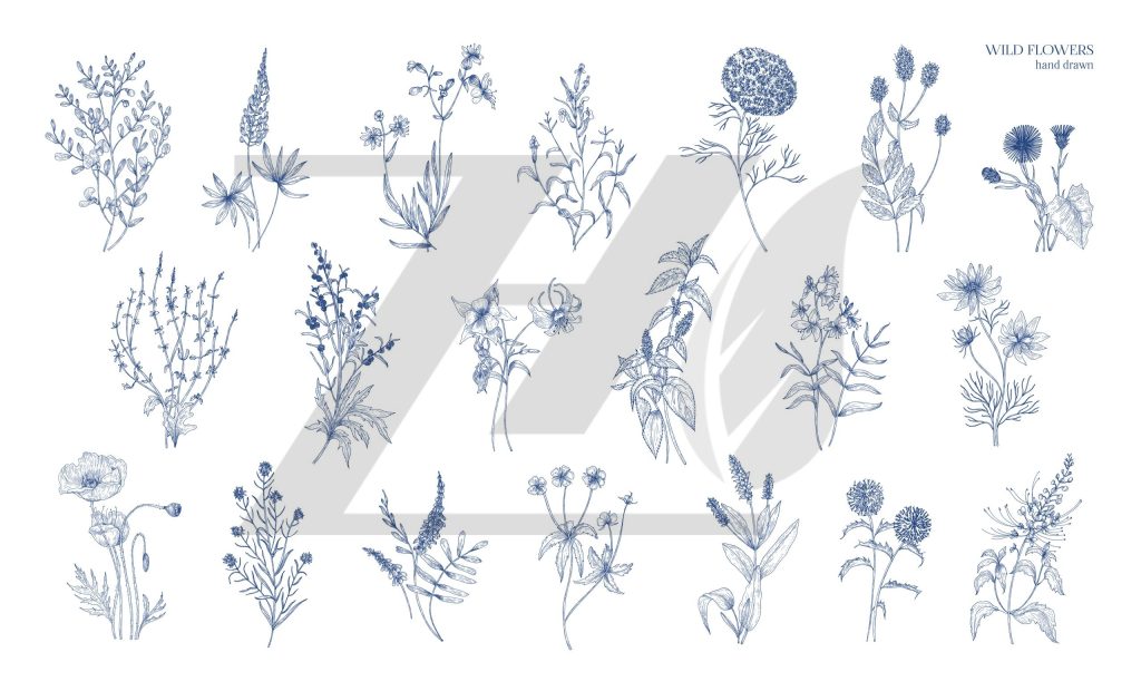 وکتور مجموعه نقاشی‌های گیاه‌شناسی