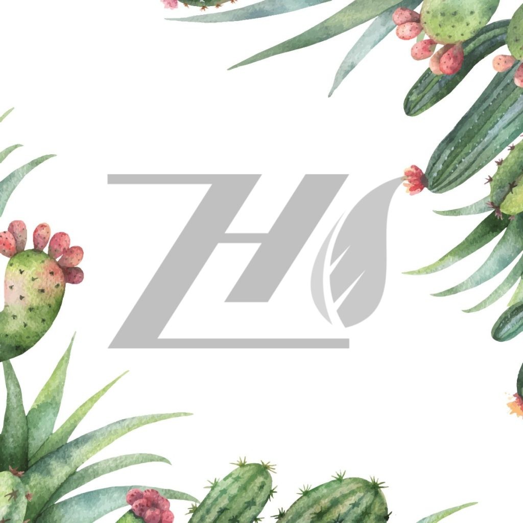 وکتور پس زمینه سفید طرح کاکتوس